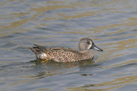 Blue-winged Teal