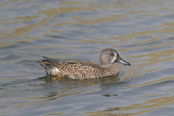 Blue-winged Teal