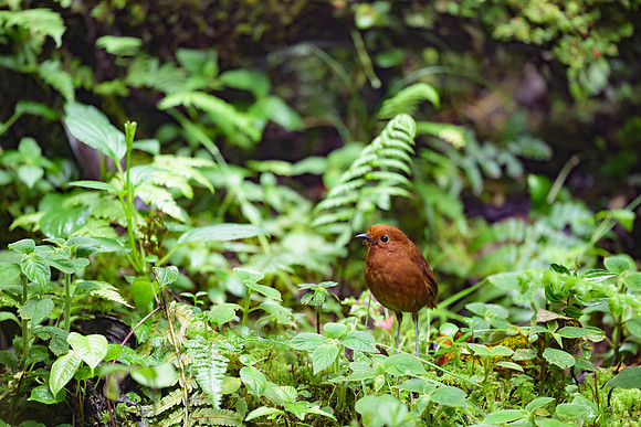 Chami Antpitta