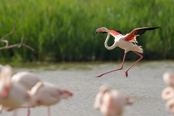 Greater Flamingo