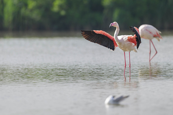 Greater Flamingo