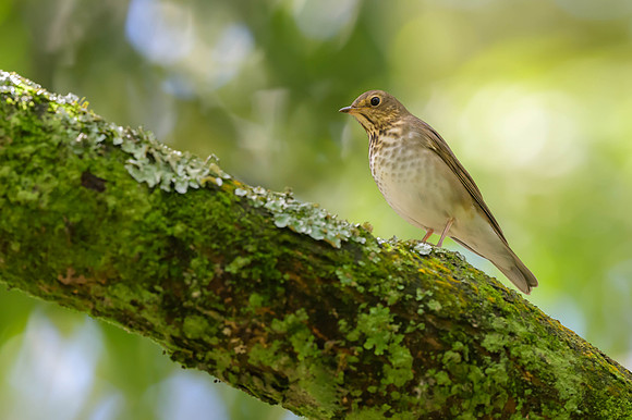 Swainson's Thrush