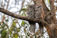 Tawny Frogmouth