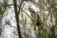 Tawny Frogmouth