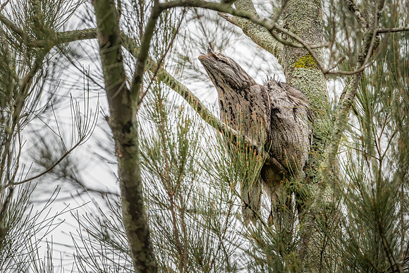 Tawny Frogmouth