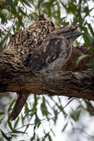 Tawny Frogmouth