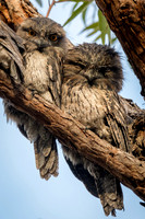 Tawny Frogmouth