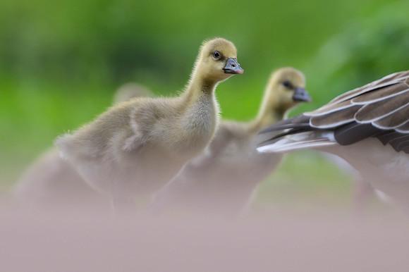 Graylag Goose