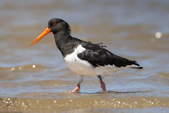 Pied Oystercatcher