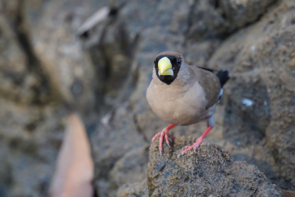 Masked Finch