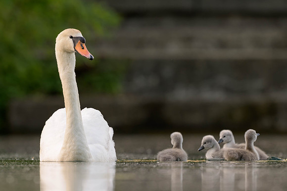 Mute Swan