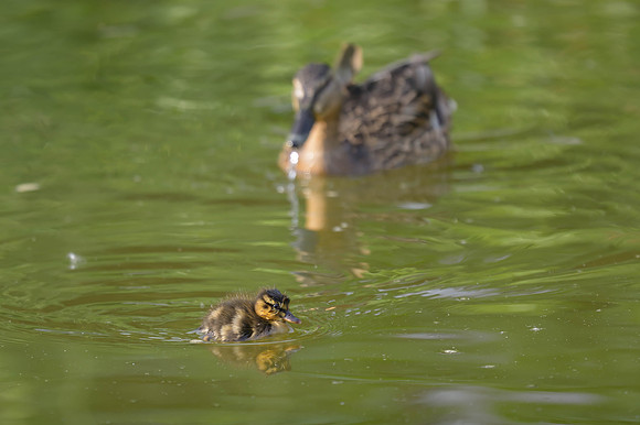 Mallard
