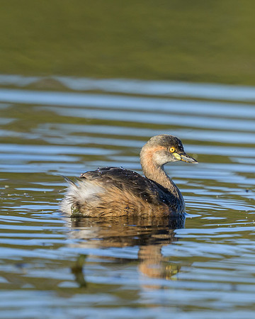 Australasian Grebe