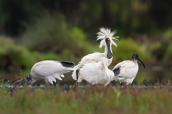Royal Spoonbill