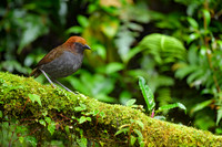 Chestnut-naped Antpitta