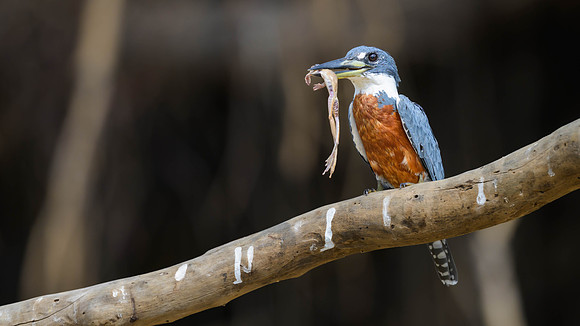 Ringed Kingfisher