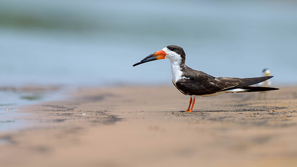 Black Skimmer