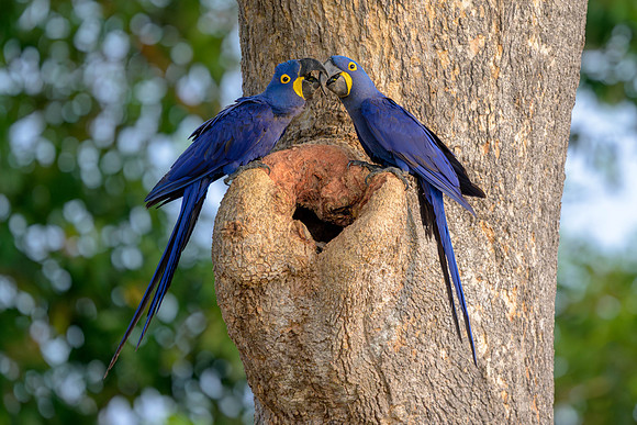 Hyacinth Macaw