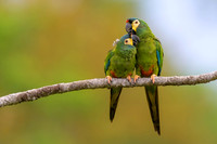 Blue-winged Macaw