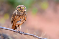 Burrowing Owl
