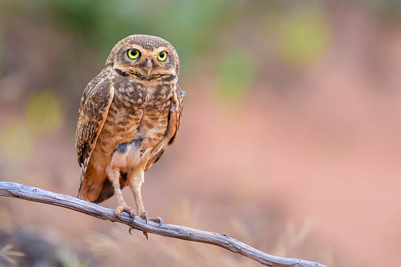 Burrowing Owl