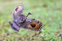 Sunbittern