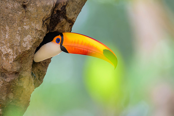 Toco Toucan