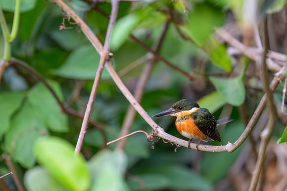 American Pygmy Kingfisher