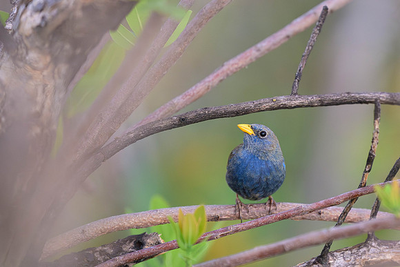Blue Finch