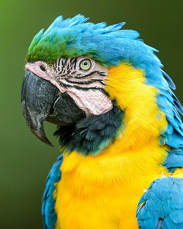 Blue-and-yellow Macaw