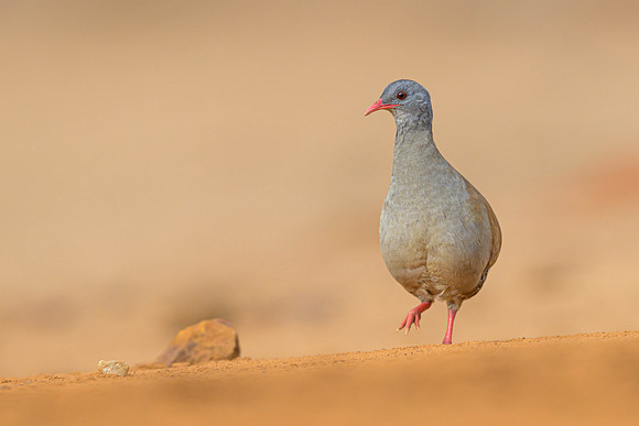 Small-billed Tinamou