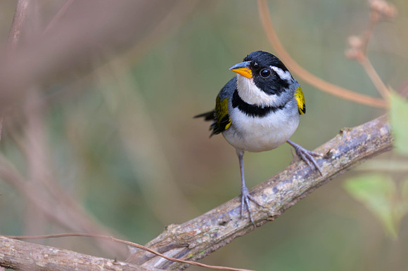 Saffron-billed Sparrow