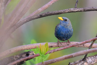 Blue Finch