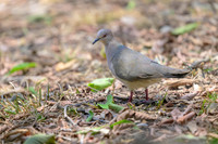 White-tipped Dove