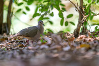 White-tipped Dove