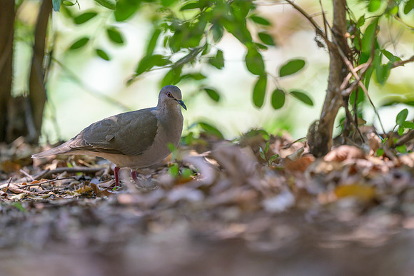White-tipped Dove