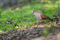 White-tipped Dove