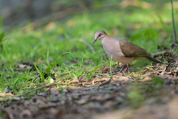 White-tipped Dove