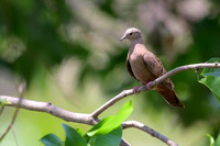 Ruddy Ground Dove