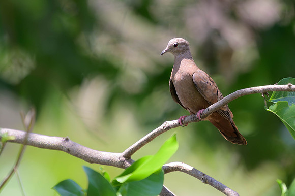 Ruddy Ground Dove
