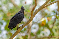 Black Vulture