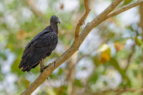 Black Vulture