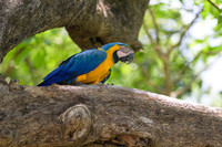 Blue-and-yellow Macaw