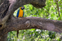 Blue-and-yellow Macaw