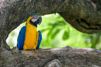 Blue-and-yellow Macaw