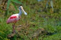 Rosate Spoonbill