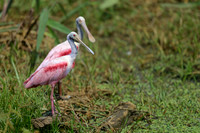 Rosate Spoonbill