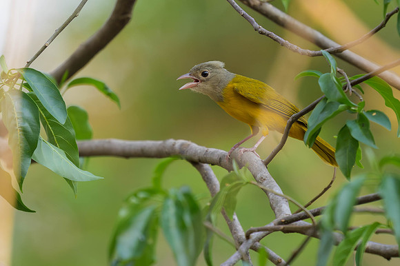 Grey-headed Tanager