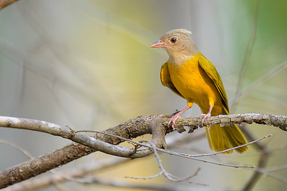 Grey-headed Tanager