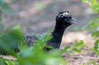 Bare-faced Curassow